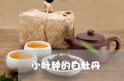 小叶种的白牡丹/2023112317050