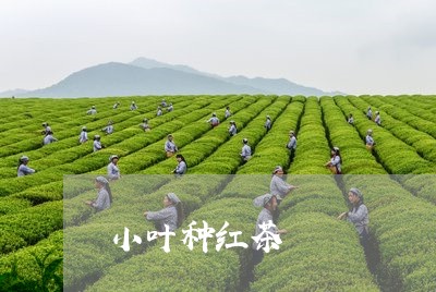 小叶种红茶/2023121932631