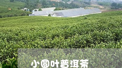 小圆叶普洱茶/2023042904523