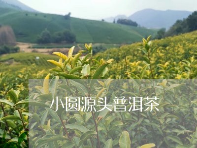 小圆源头普洱茶/2023081813916