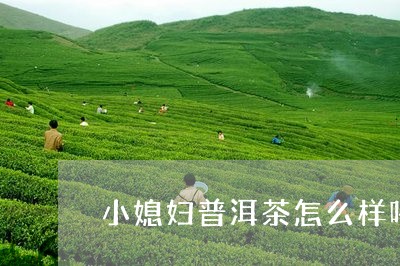 小媳妇普洱茶怎么样喝好吗/2023082721828