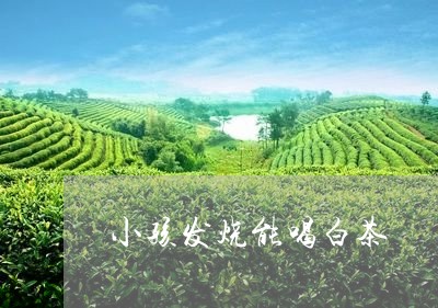 小孩发烧能喝白茶/2023062006058