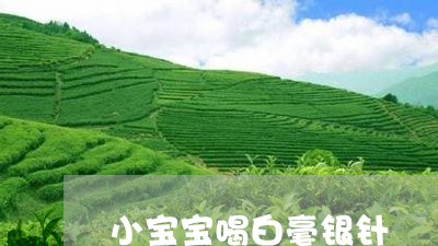 小宝宝喝白毫银针/2023090630582