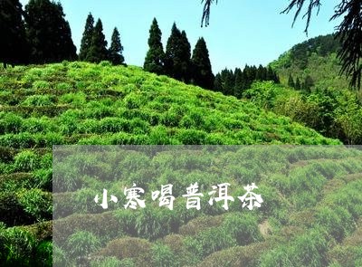 小寒喝普洱茶/2023042712183