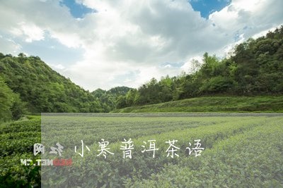 小寒普洱茶语/2023042718651