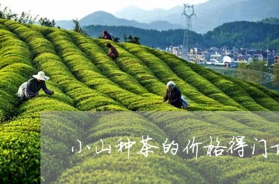 小山种茶的价格得门求/2023071542036