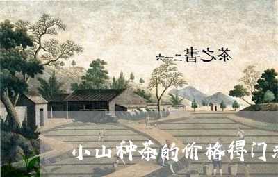 小山种茶的价格得门求/2023092151792