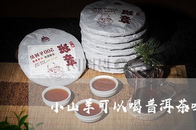 小山羊可以喝普洱茶吗/2023062141491