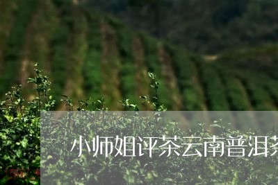 小师姐评茶云南普洱茶/2023120649360