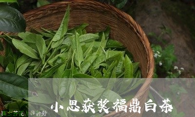 小思获奖福鼎白茶/2023062002737