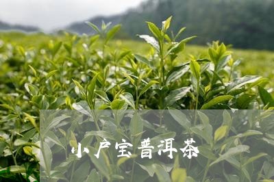 小户宝普洱茶/2023042691090