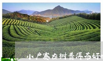 小户赛古树普洱茶好吗/2023120625147