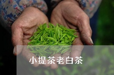 小提茶老白茶/2023073195151