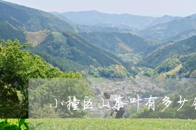 小撞区山茶叶有多少钱/2023061107058