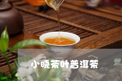 小晓茶叶普洱茶/2023112650804