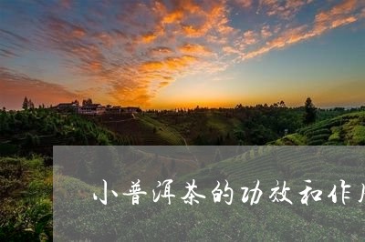 小普洱茶的功效和作用/2023062291647