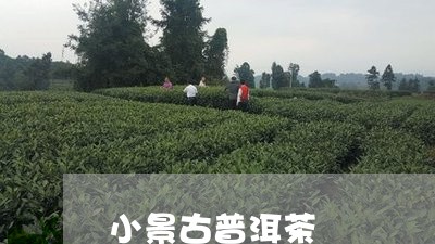 小景古普洱茶/2023042766027