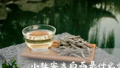 小杜安吉白茶是什么价格/2023102598140