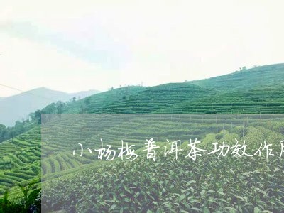 小杨梅普洱茶功效作用与主治/2023052919692