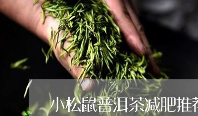 小松鼠普洱茶减肥推荐/2023080202948