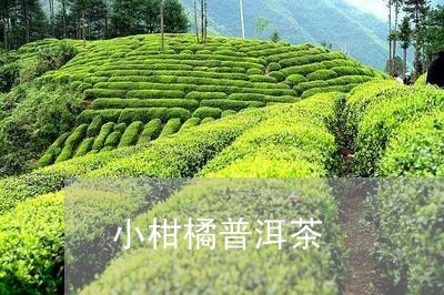 小柑橘普洱茶/2023042957492