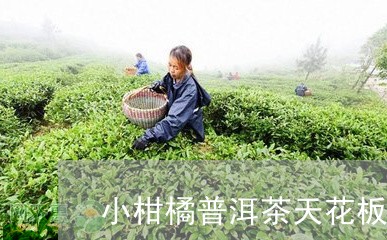 小柑橘普洱茶天花板/2023082951836