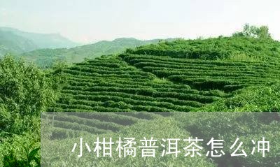 小柑橘普洱茶怎么冲/2023120542695