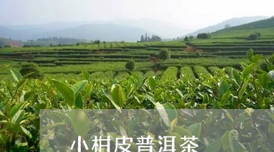 小柑皮普洱茶/2023042744564