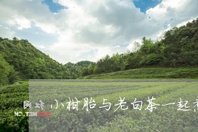 小柑胎与老白茶一起煮/2023100135815