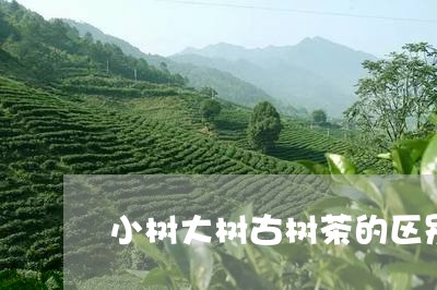 小树大树古树茶的区别/2023061082047