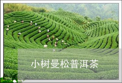 小树曼松普洱茶/2023102653839