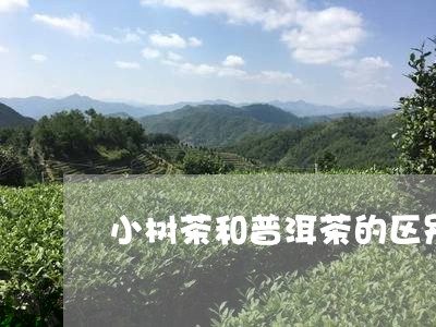 小树茶和普洱茶的区别/2023080319582