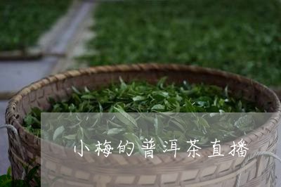 小梅的普洱茶直播/2023112674960