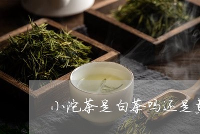 小沱茶是白茶吗还是黄茶/2023102580785