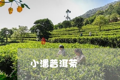 小潘普洱茶/2023081534028