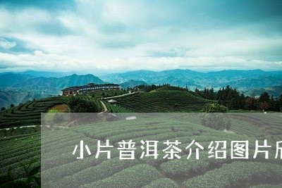 小片普洱茶介绍图片欣赏/2023081427269