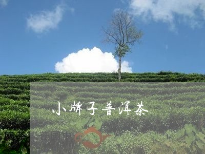 小牌子普洱茶/2023112613857