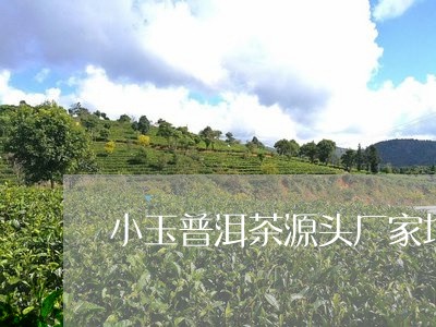 小玉普洱茶源头厂家地址/2023121638261