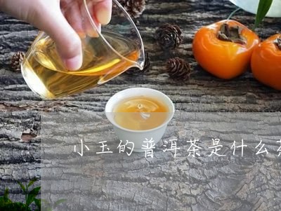 小玉的普洱茶是什么茶/2023110560603