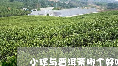 小珍与普洱茶哪个好喝点/2023082946259