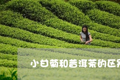 小甘菊和普洱茶的区别/2023062392605