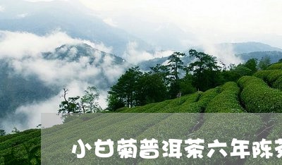 小甘菊普洱茶六年陈茶/2023072409391