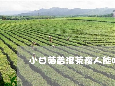 小甘菊普洱茶瘦人能喝吗/2023082578481