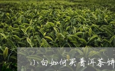 小白如何买普洱茶饼的茶叶/2023110526039