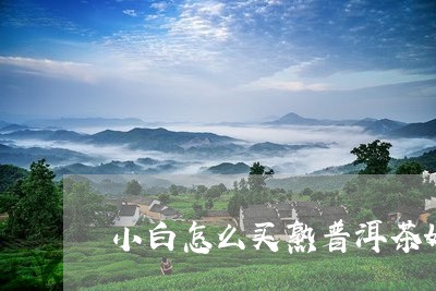 小白怎么买熟普洱茶好呢/2023121688159