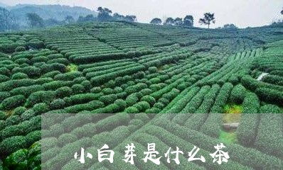 小白芽是什么茶/2023042935838