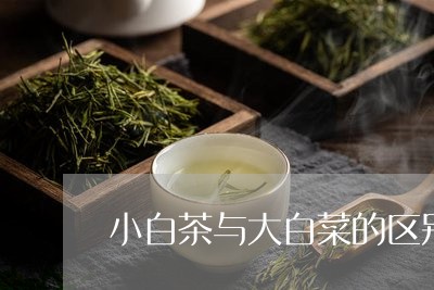 小白茶与大白菜的区别/2023100142836