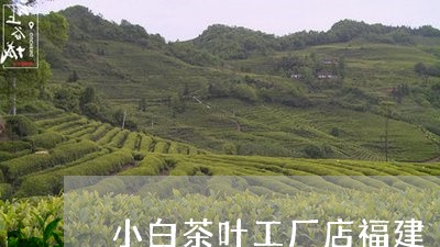 小白茶叶工厂店福建/2023120506847