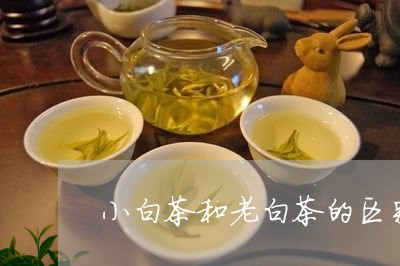 小白茶和老白茶的区别/2023100175038