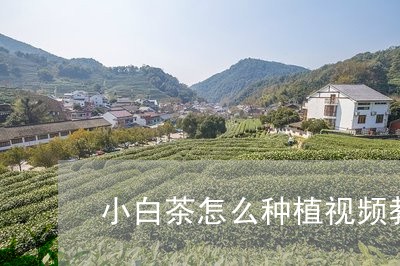 小白茶怎么种植视频教学/2023073057479